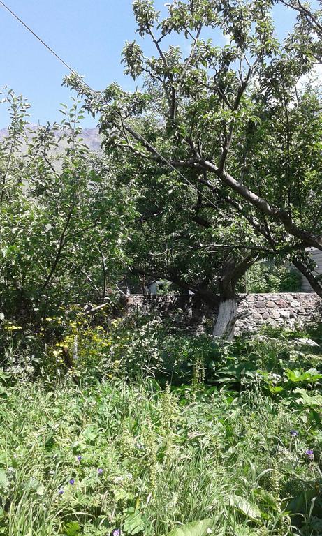 Guest House Dodo Kazbegi Bagian luar foto